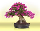 lesser bougainvillea, Four-O